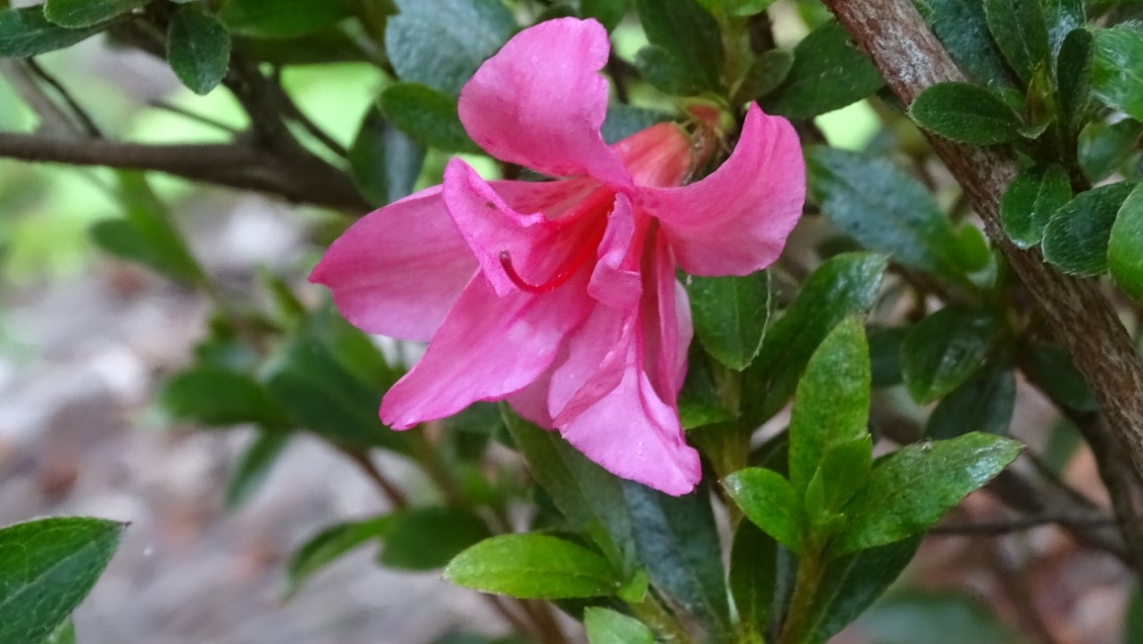 Unknown late pink from Inverewe